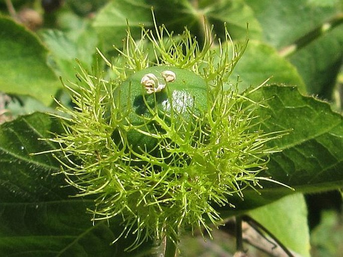 Passiflora foetida