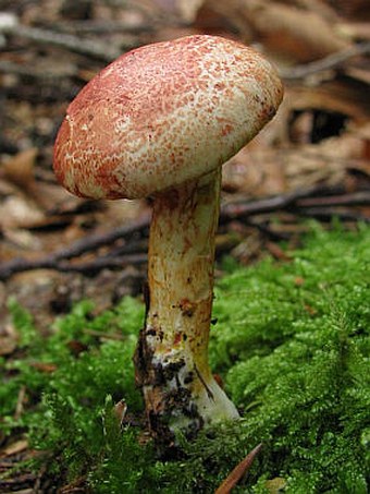 Cortinarius bolaris