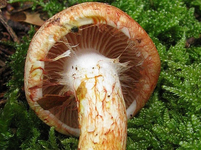 Cortinarius bolaris