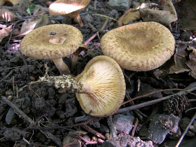 Paxillus rubicundulus