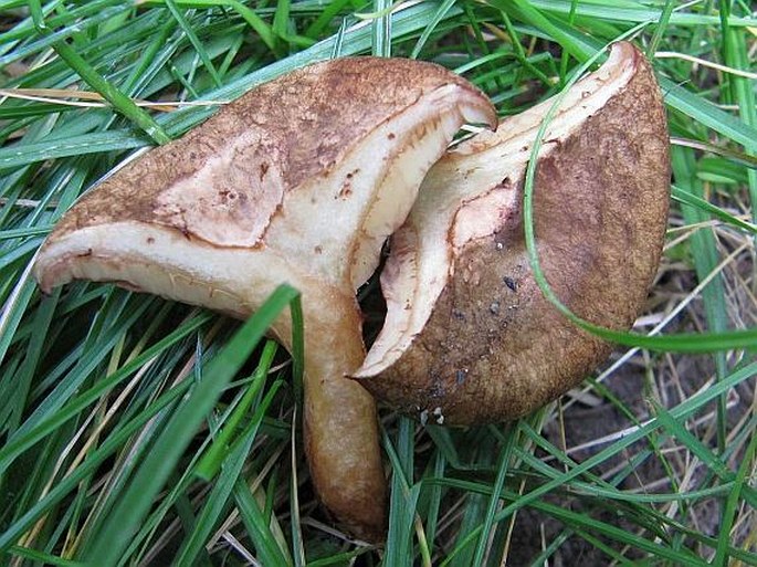 Paxillus rubicundulus