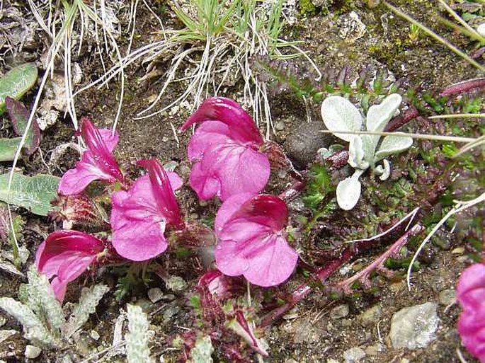 PEDICULARIS KERNERI Dalla Torre – všivec Kernerův