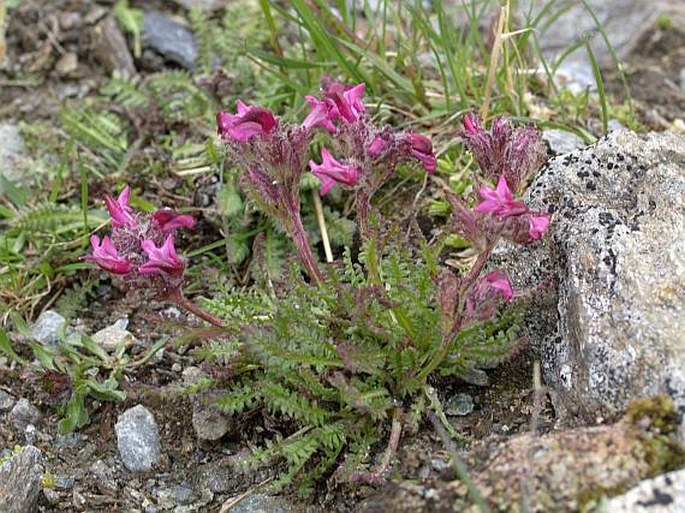 Pedicularis aspleniifolia