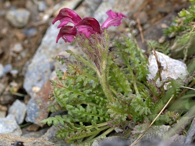 Pedicularis aspleniifolia