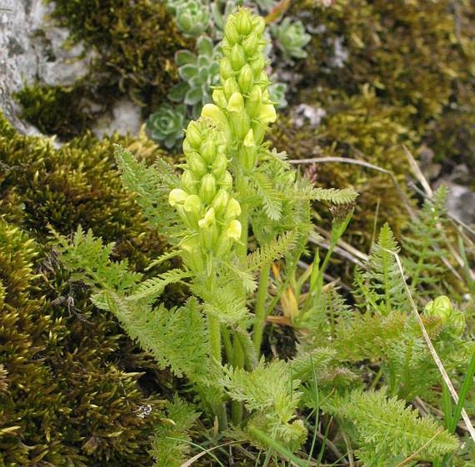 PEDICULARIS COMOSA L. – všivec chocholatý / všivec chochlatý