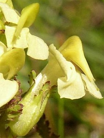 Pedicularis elongata