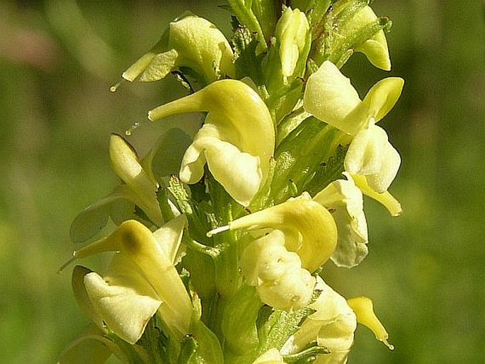 PEDICULARIS ELONGATA A. Kern. – všivec