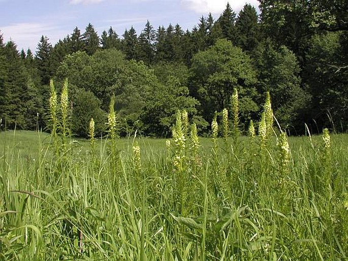 PEDICULARIS EXALTATA Bunge – všivec statný / všivec statný