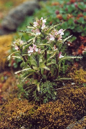 Pedicularis hirsuta