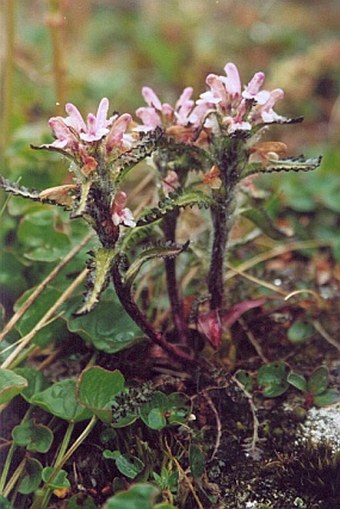 Pedicularis hirsuta