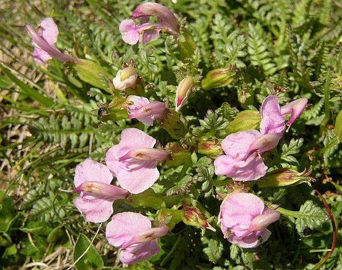 Pedicularis portenschlagii