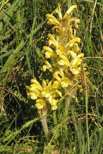 Pedicularis schizocalyx