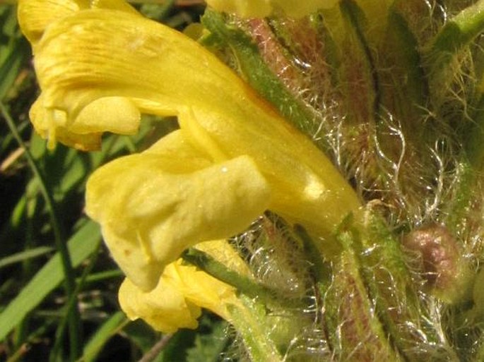 Pedicularis schizocalyx