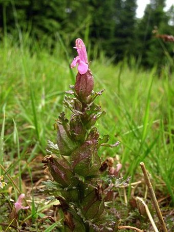 Pedicularis sylvatica