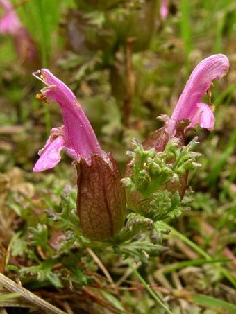 Pedicularis sylvatica