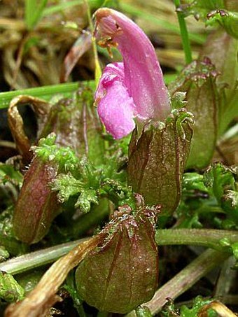 Pedicularis sylvatica