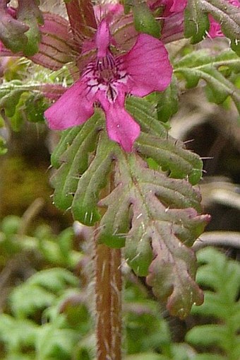 Pedicularis verticillata