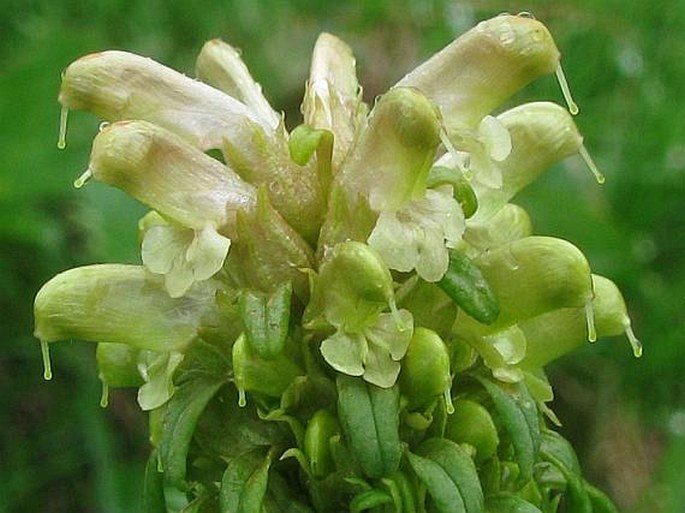 Pedicularis foliosa