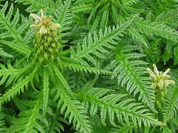 Pedicularis foliosa