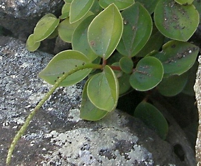 Peperomia blanda