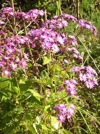 Pericallis echinata