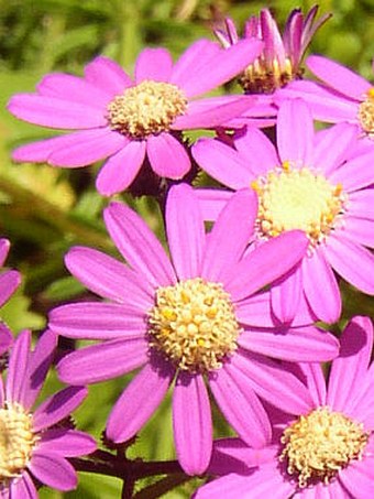 Pericallis echinata