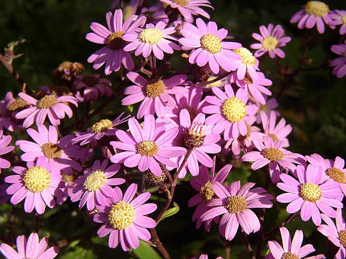 PERICALLIS ECHINATA (L. f.) B. Nord.