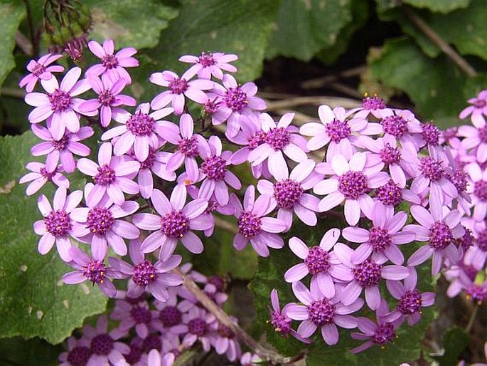 Pericallis aurita