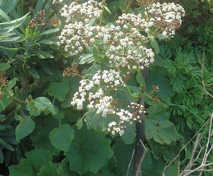 Pericallis murrayi