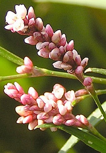 Persicaria maculosa