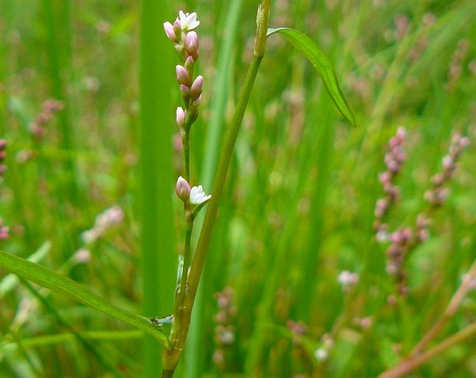 Persicaria minor