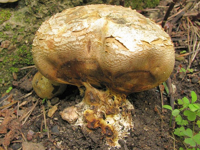 Scleroderma verrucosum