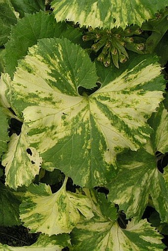 Petasites japonicus