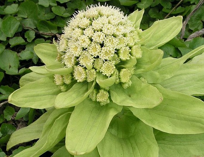 PETASITES JAPONICUS (Sieb. et Zucc.) Maxim. – devětsil japonský / deväťsil japonský