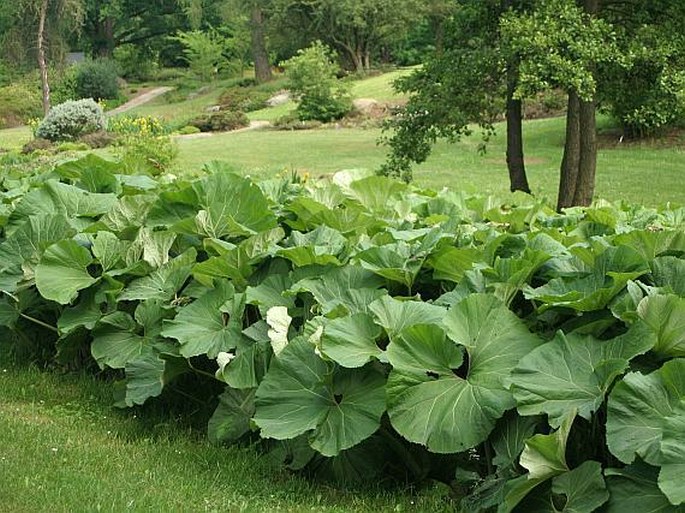 Petasites japonicus