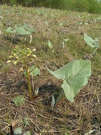 Petasites spurius