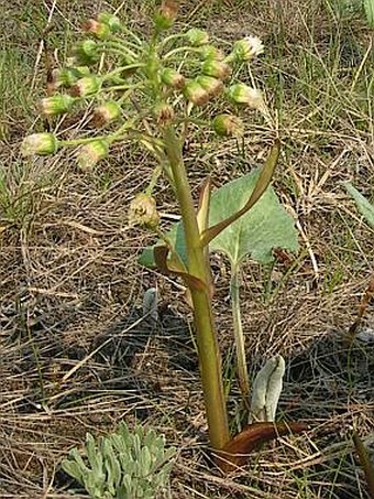 Petasites spurius