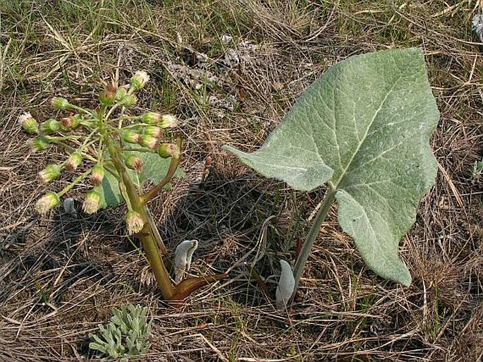 PETASITES SPURIUS (Retz.) Rchb. – devětsil / deväťsil