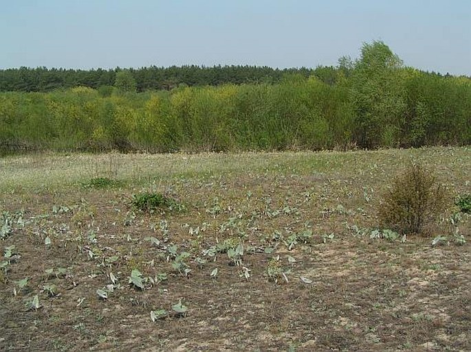 Petasites spurius