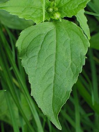 Galinsoga parviflora