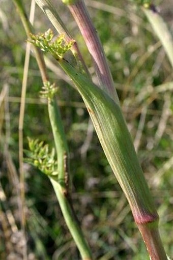 Peucedanum cervaria