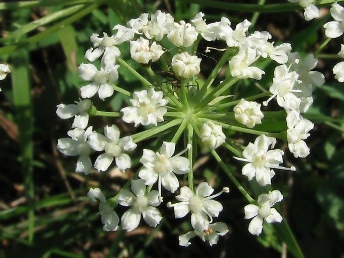 PEUCEDANUM CERVARIA (L.) Lapeyr. - smldník jelení