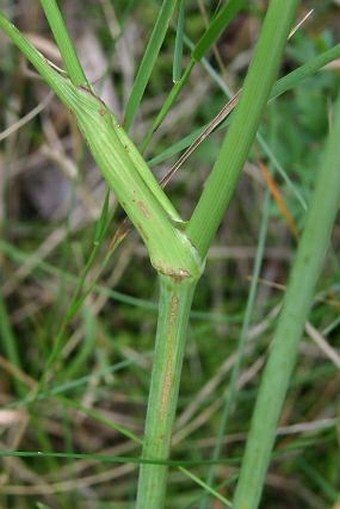 Peucedanum oreoselinum