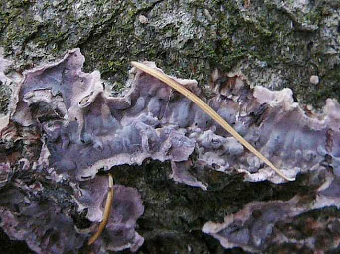 Chondrostereum purpureum