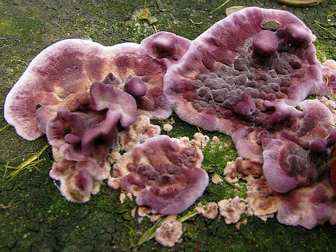 Chondrostereum purpureum