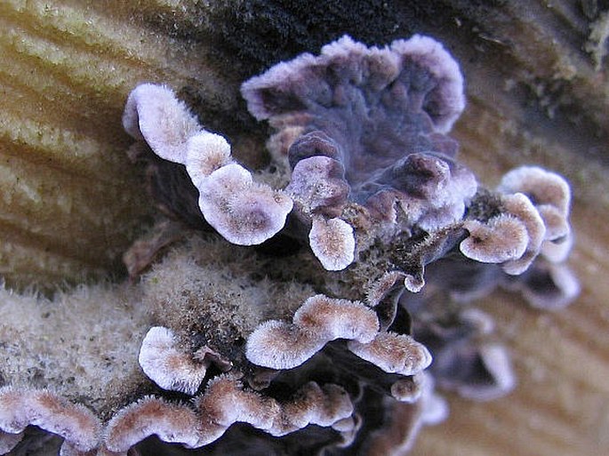 Chondrostereum purpureum