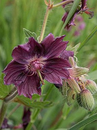 Geranium phaeum