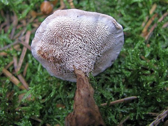 Phellodon tomentosus