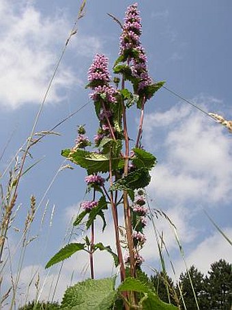 Phlomis tuberosa