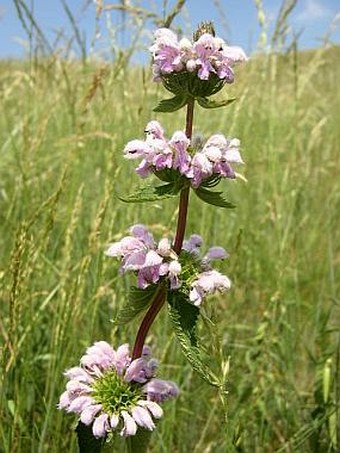 Phlomoides tuberosa